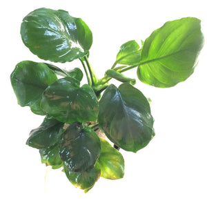 超絶激レア水草】アヌビアス・ウィップリーフ水上葉