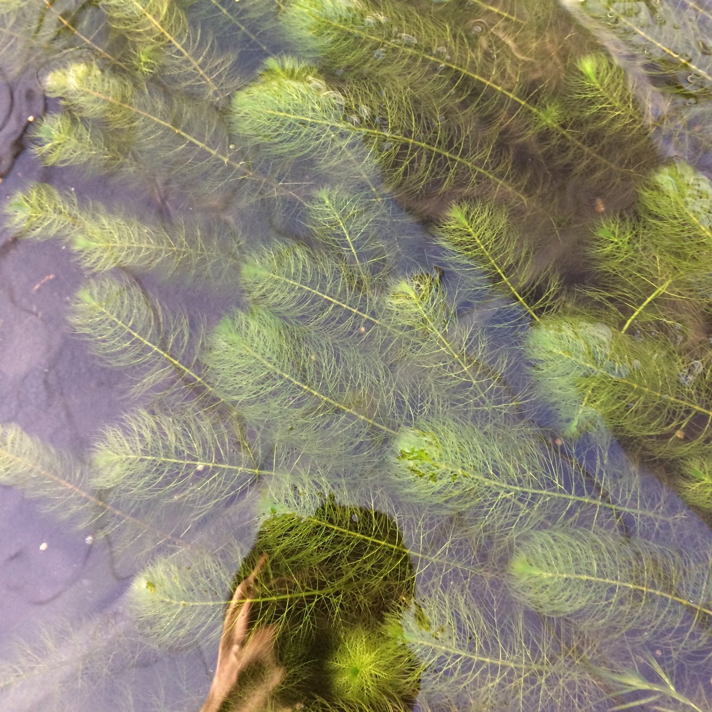 グリーン ミリオフィラム 水中葉 １本