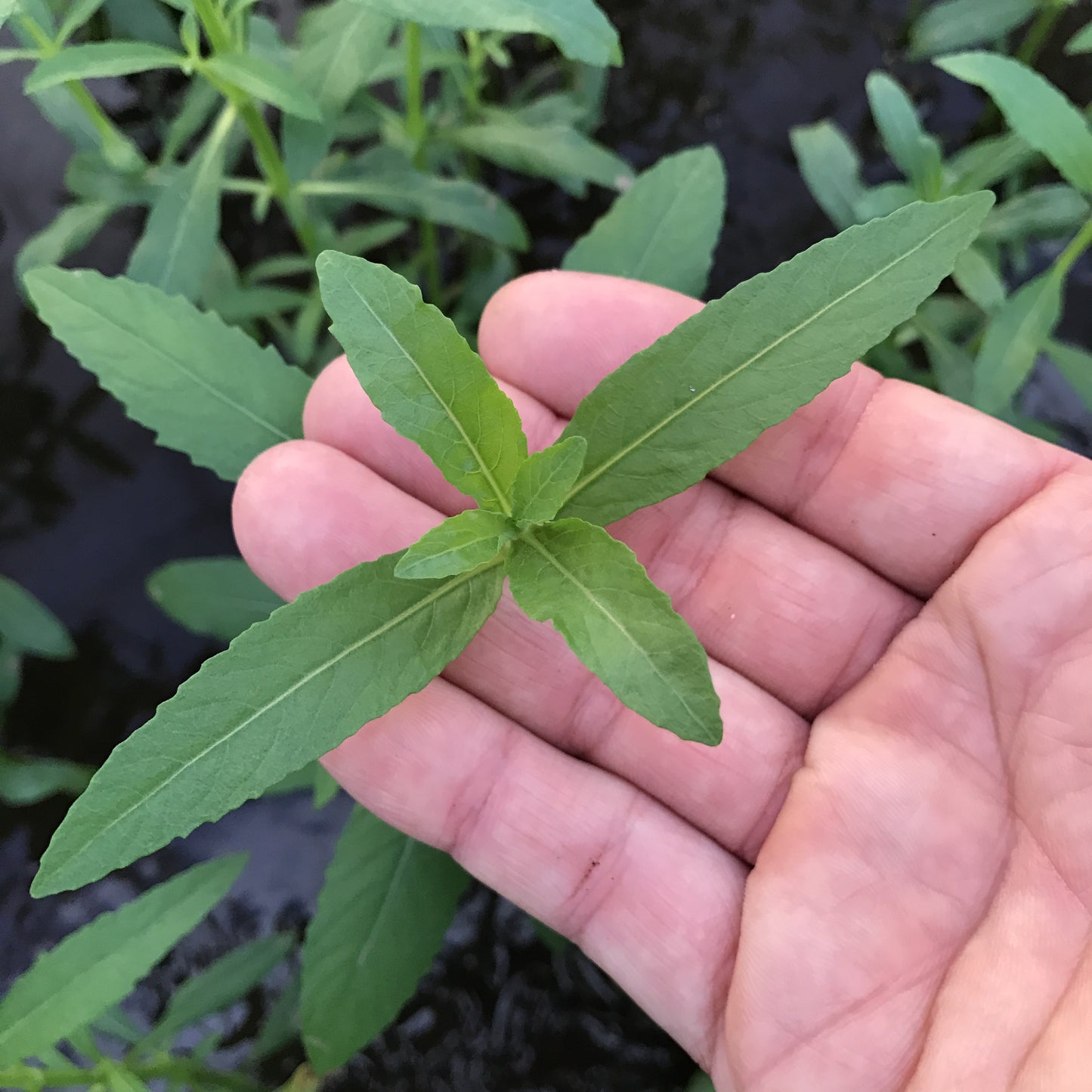 ハイグロフィラ バルサミカ 水上葉 １本
