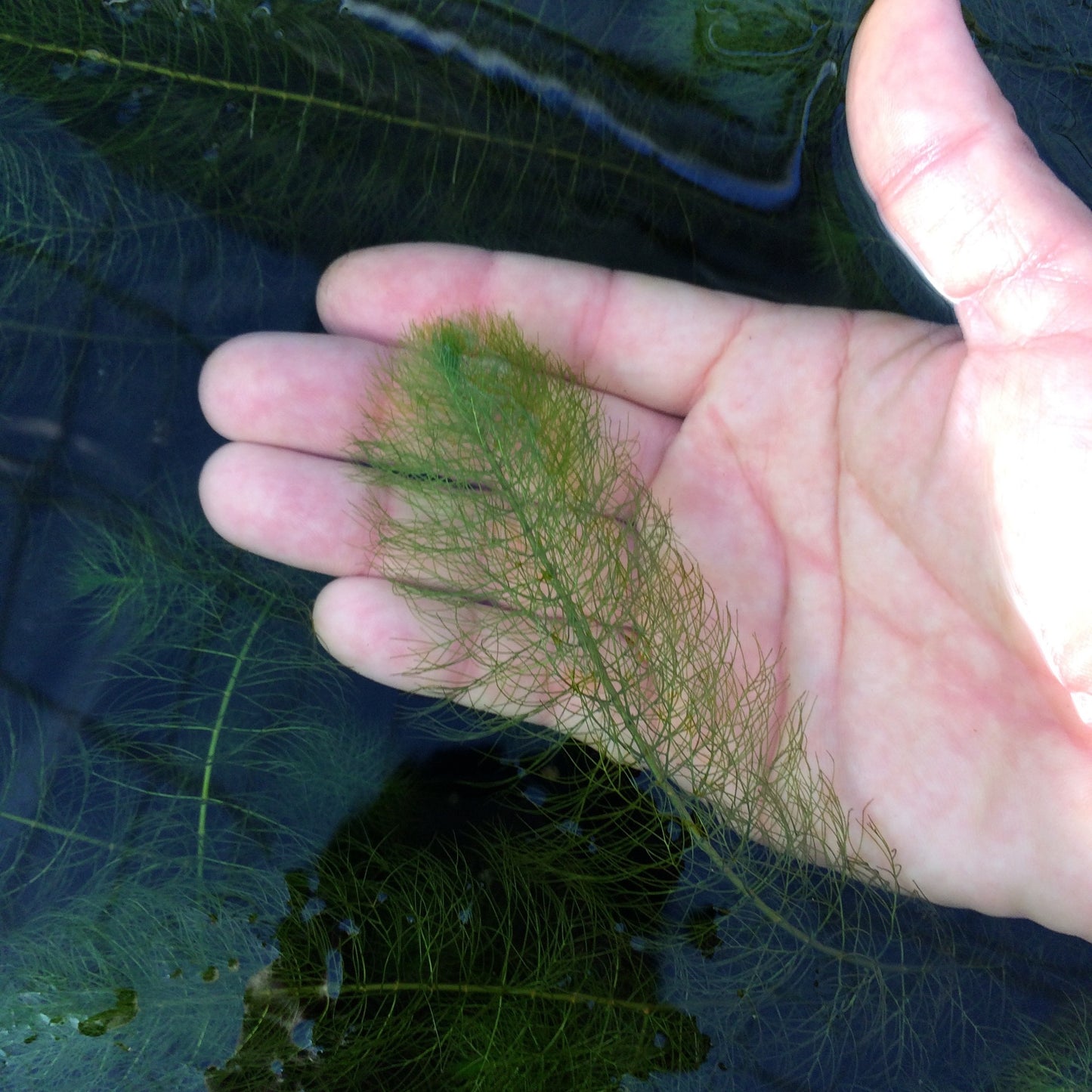 グリーン ミリオフィラム 水中葉 １本