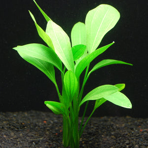 エキノドルス アルゼンチネンシス 水上葉 1本 – 水草屋